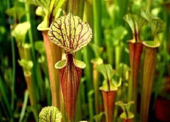 种植土壤|瓶子草配土方法与种植土壤