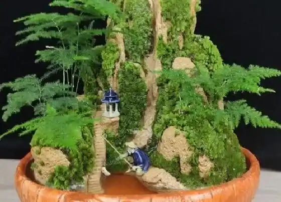 植物修剪|松树怎么修剪方法