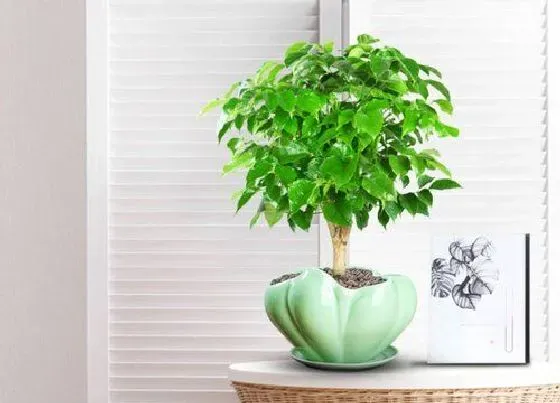 植物种类|客厅放什么植物旺财而且全家身体好（镇宅招财的风水植物）