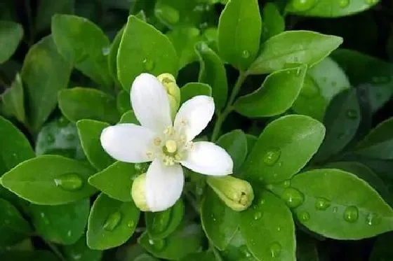 开花时间|九里香什么时候开花季节 一般几点钟开放
