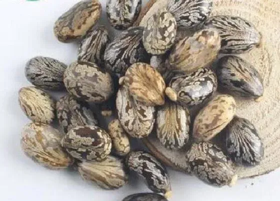植物施肥|蓖麻子底肥施什么肥 底肥施用方法