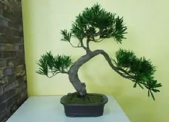 植物修剪|松树怎么修剪方法