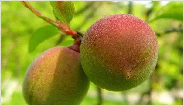 梅子什么时候成熟季节 | 种植资料