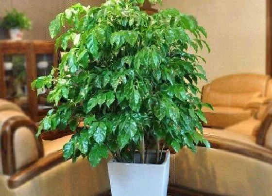 植物百科|幸福树需要阳光吗（幸福树喜欢阳光照射多好还是少好）