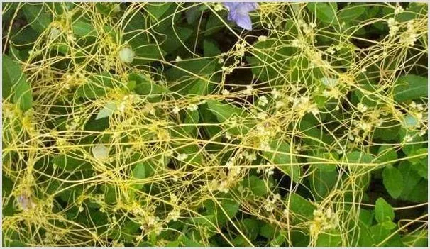 寄生杂草菟丝子的防除方法 | 种植技术