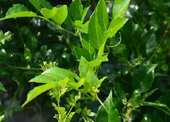 植物种类|藤茶和绞股蓝是一种植物吗