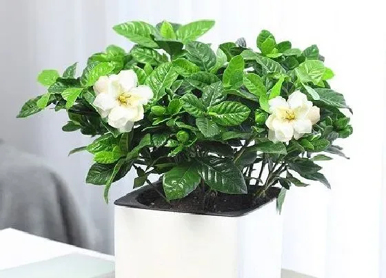 叶子发黄|栀子花的叶子干枯掉叶怎么办（叶子枯的原因及补救处理）