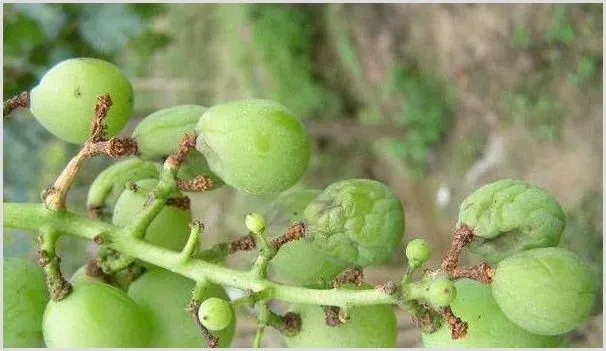 葡萄种植病虫害防治六个关键点 | 农业科普