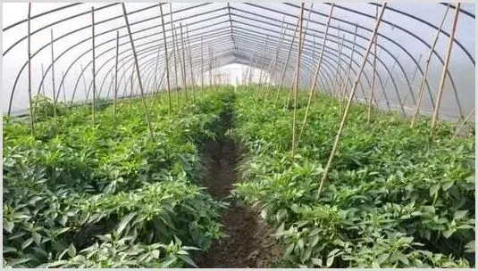 多效唑在蔬菜上的应用 | 植物病害