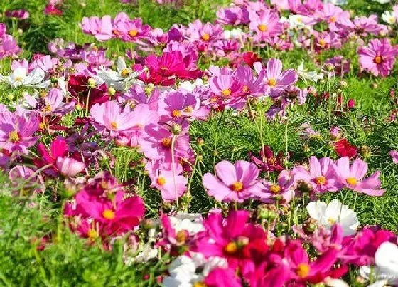 种植位置|格桑花可以种在院子里吗