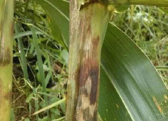 植物病害|玉米常见病害有哪些图片 玉米常见的病害及防治方法