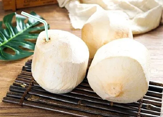 功效常识|椰子的功效与作用