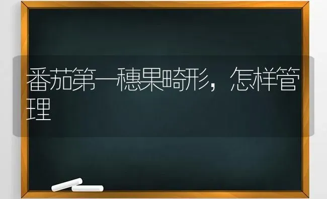 番茄第一穗果畸形，怎样管理 | 瓜果种植