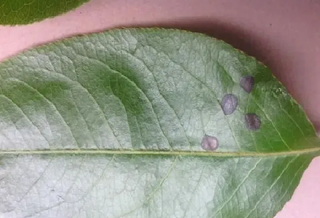 植物病害|梨树黑星病图片与防治方法（防治梨黑星病关键防治措施环节）