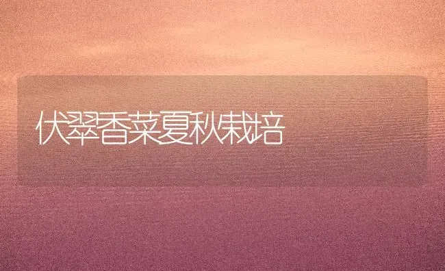 伏翠香菜夏秋栽培 | 蔬菜种植