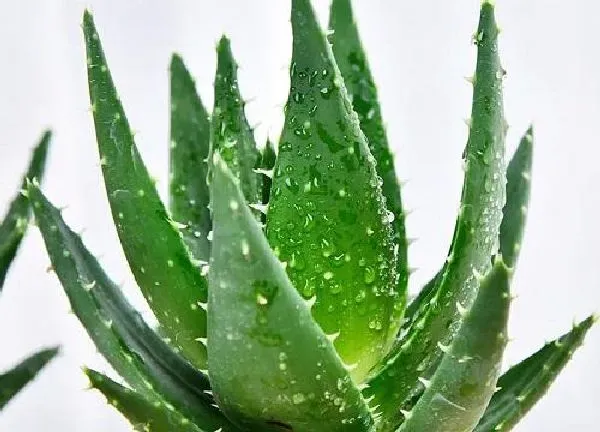 养殖科普|芦荟是喜阳还是喜阴的植物