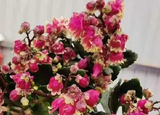 植物施肥|长寿花施什么肥粗壮叶子肥，长寿花小苗用什么肥长得快）