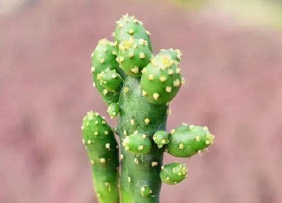 植物百科|珊瑚柱多肉开花吗 多肉花什么样子