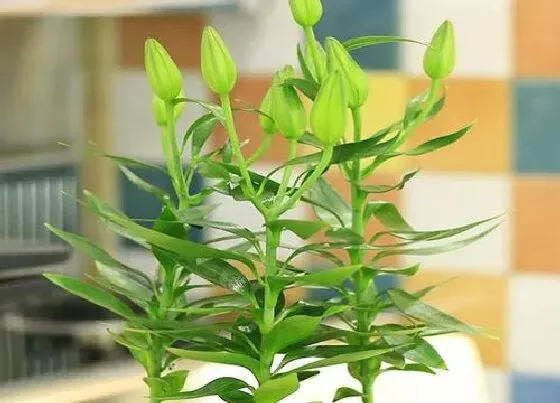 植物毒性|百合花叶子有毒吗