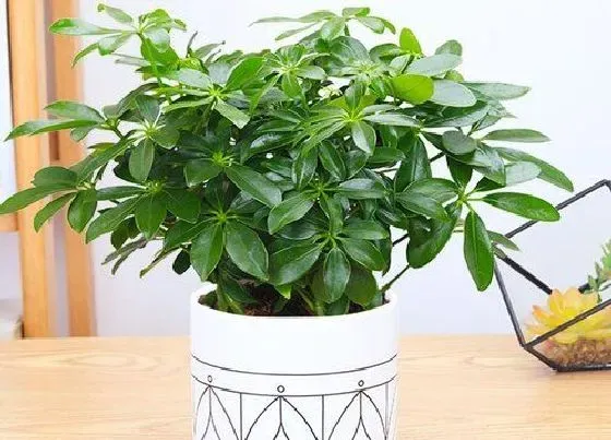 植物种类|客厅放什么植物旺财而且全家身体好（镇宅招财的风水植物）