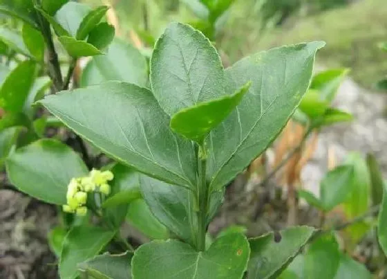 冬天植物|卫矛耐寒多少度