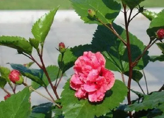 植物种类|扶桑树是什么树 又叫什么树