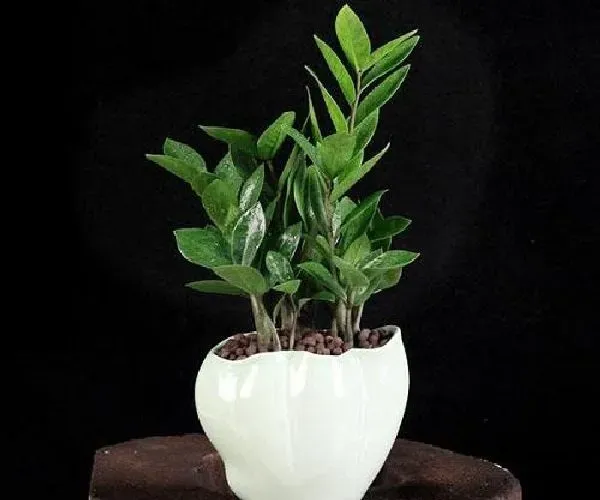 植物换土|金钱树怎么换土 换土换盆时间和方法