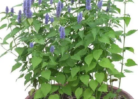 植物种类|罗勒和藿香是一种植物吗