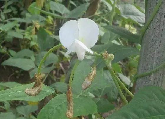 果实诊疗|豇豆开花不结果怎么办