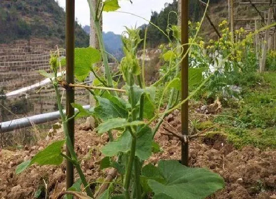 植物施肥|种瓜用什么肥料好