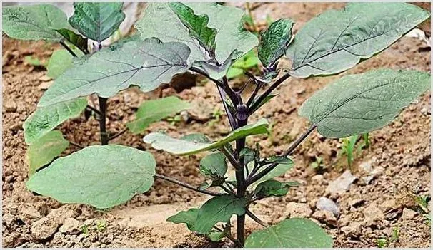 五月份常见蔬菜田间管理指南 | 种植资料