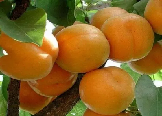 果实成熟|杏子什么季节成熟 在几月份成熟