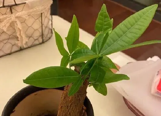 植物寓意|发财树的寓意和象征风水