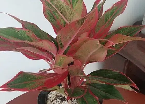 植物百科|彩叶万年青开花吗 开花长的什么样子