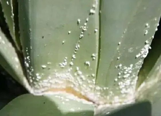 植物虫害|菠萝虫子长什么样子（菠萝里白色的像虫卵的是什么虫）