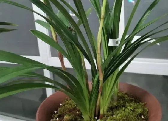种植管理|剑兰几月份种植最好 什么时候种植最佳