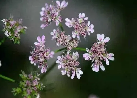 植物百科|香菜会开花吗 开花是什么意思