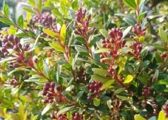 冬天植物|小叶赤楠耐寒吗 能耐多少度