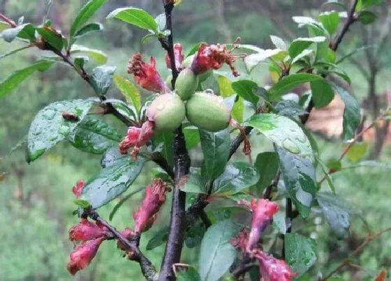 植物排行|海棠树什么品种最好