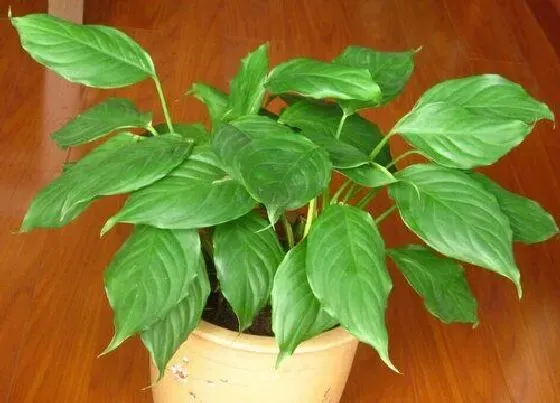 绿植|厨房适合种什么植物 5种适合厨房间摆放的风水植物