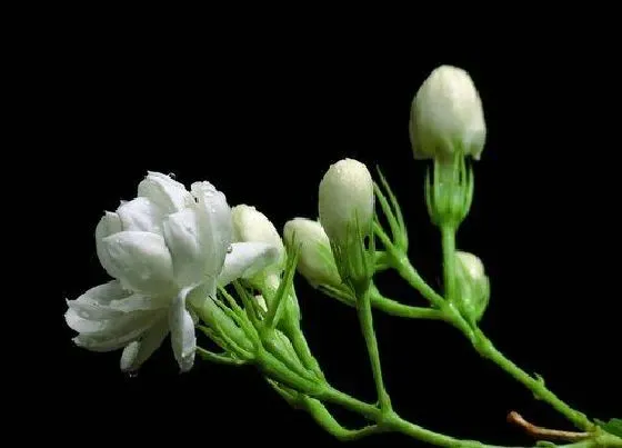 植物香味|茉莉花有香味吗