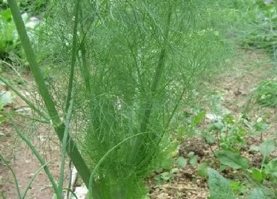 种植管理|茴香几月份种合适