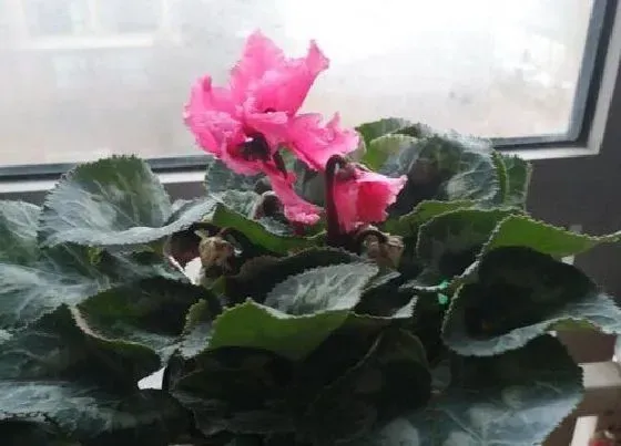 植物百科|仙客来几年生植物