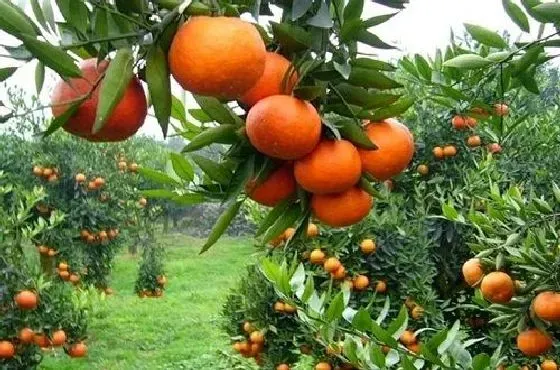 植物施肥|桔子树施什么肥最好 适合用什么肥料
