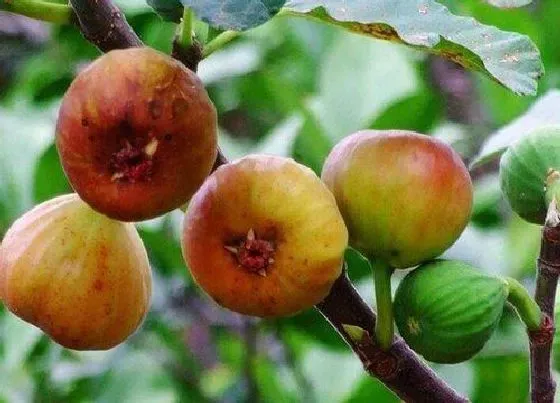 食用科普|无花果可以生吃吗