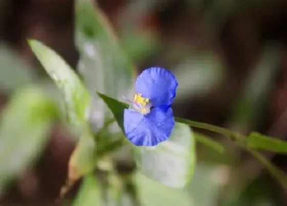 植物百科|鸭趾草会开花吗 开花的颜色与样子