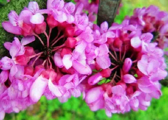 花语|紫荆花的花语是什么