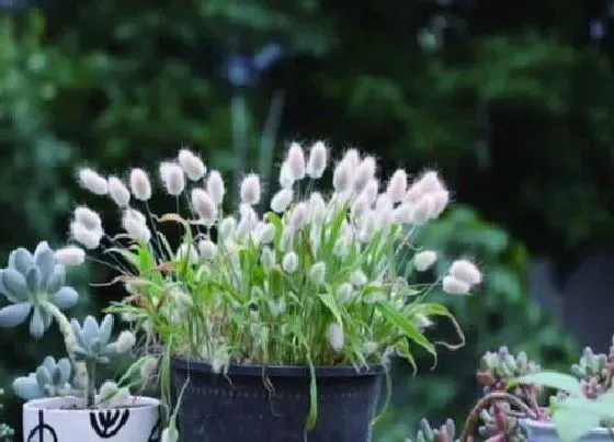 植物播种|兔尾草什么时候播种最好