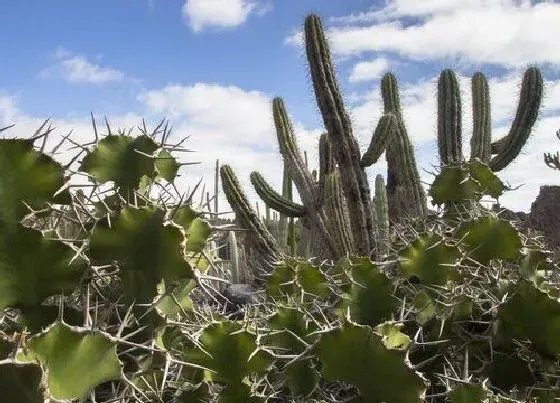 植物种类|仙人掌是植物吗 属于灌木植物