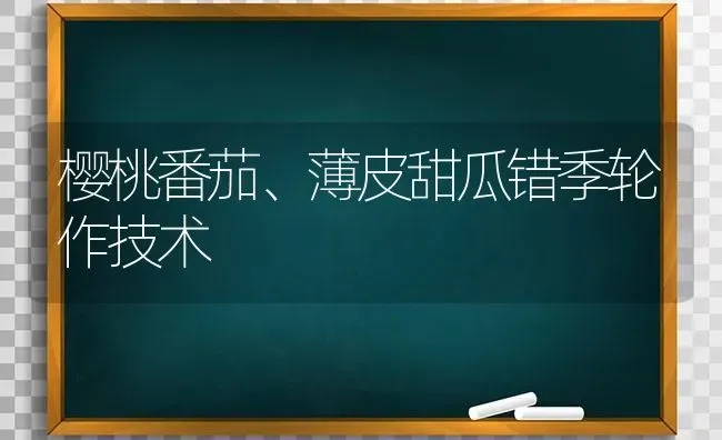 樱桃番茄、薄皮甜瓜错季轮作技术 | 瓜果种植